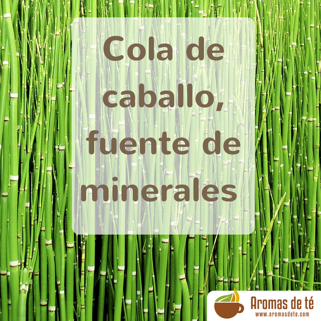 beneficios de cola de caballo te