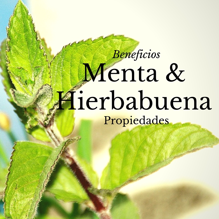 Menta y hierbabuena: propiedades y beneficios