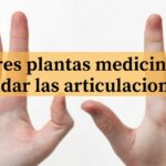 Las-mejores-plantas-medicinales-para-cuidar-las-articulaciones-1