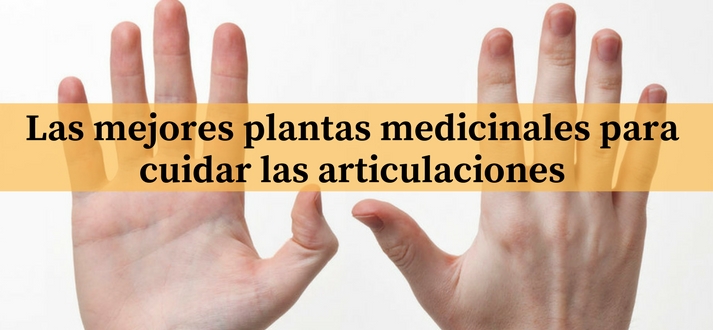 Las mejores plantas medicinales para cuidar las articulaciones