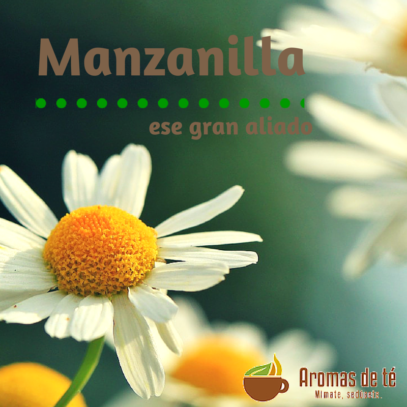 Camamilla, que gran aliat que no pot faltar a la casa
