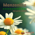 Chamomile, that great ally that does not can miss in house Manzanilla-1