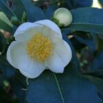 camelia-sinensis-1