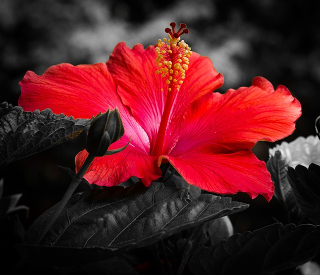 Hibiscos, molt més que una planta decorativa