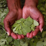 La moringa: uno de los superalimentos de moda moringa