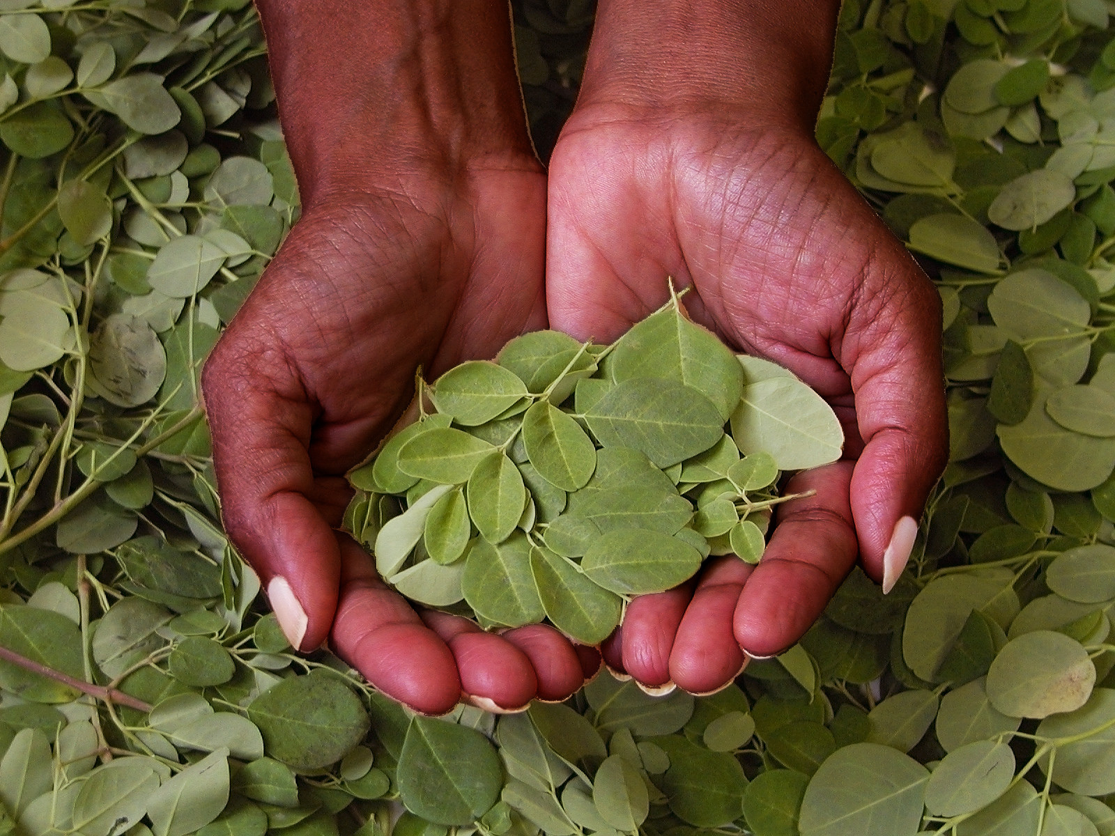 La moringa: uno de los superalimentos de moda