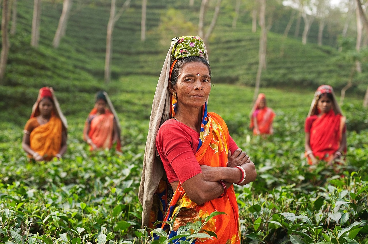 Té de la India: tradición, sabor y aroma