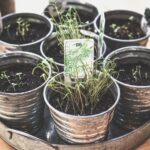 plantas-medicinales-siembra-cultivo