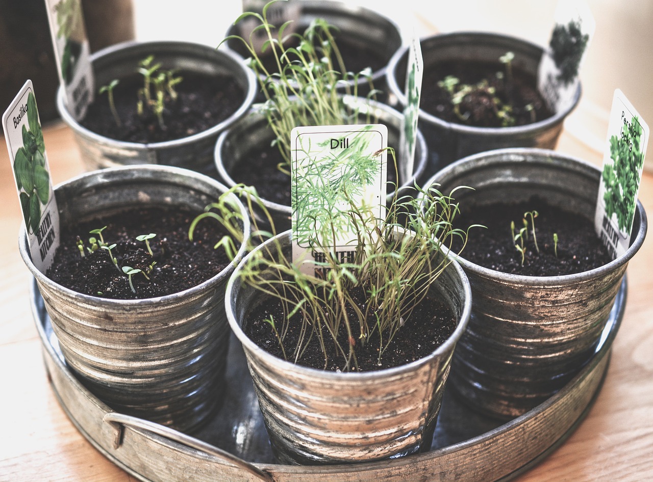 Plantas medicinales del mes de marzo: siembra y recolecta