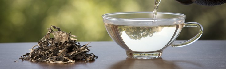 Tè bianco: morbido, elegante e pieno di salute