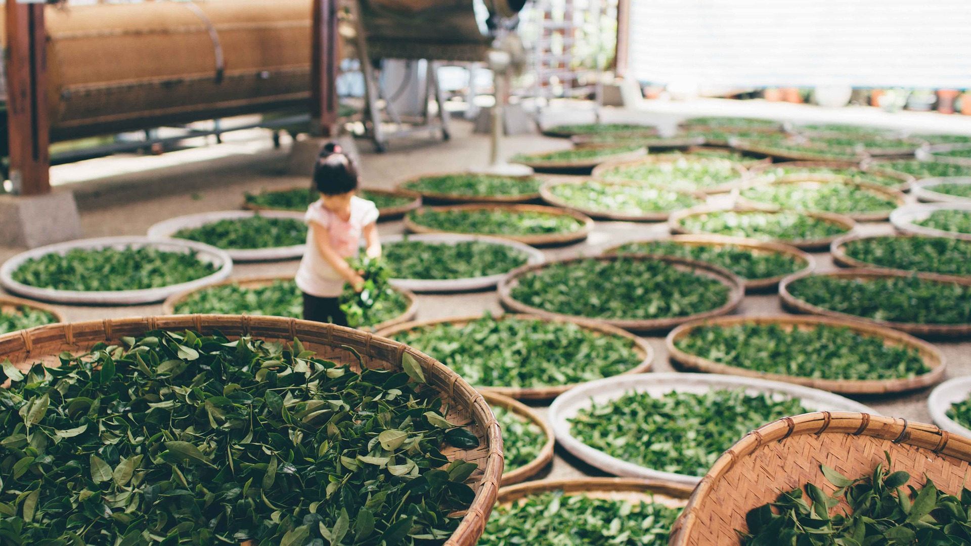 12 + 1 curiosidades que probablemente no sepas sobre las diferentes variedades de té